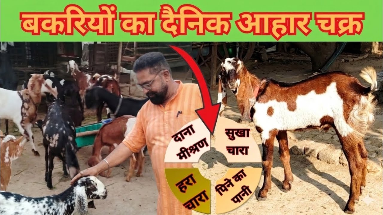 स्वस्थ बकरियाँ मस्त किसान