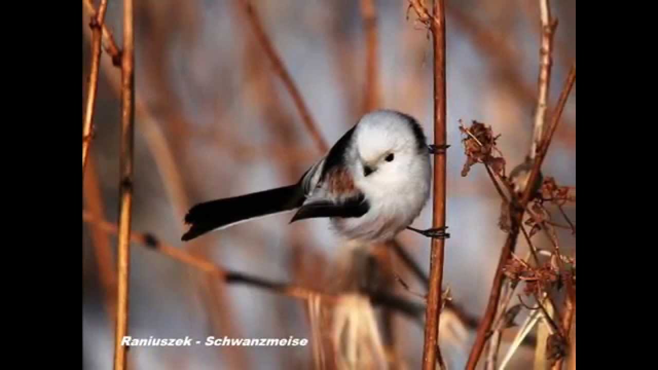 Ptaki Polski - Wiosenne Odgłosy Ptaków ; ``Czeczotka``,``Jemiołuszka`` i inne ...