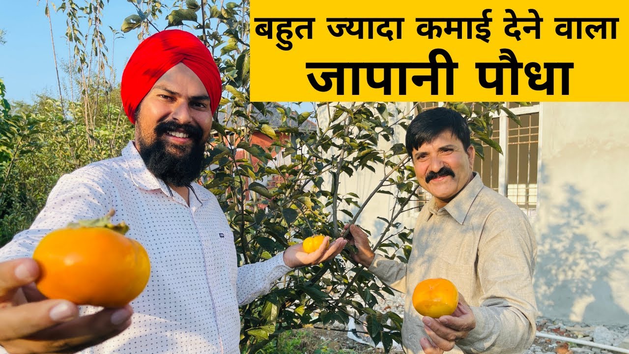 जापानी फ्रूट मोटी कमायी देने वाला नया पोधा अब भारत मे persimmon fruit Farming 📞9350352605
