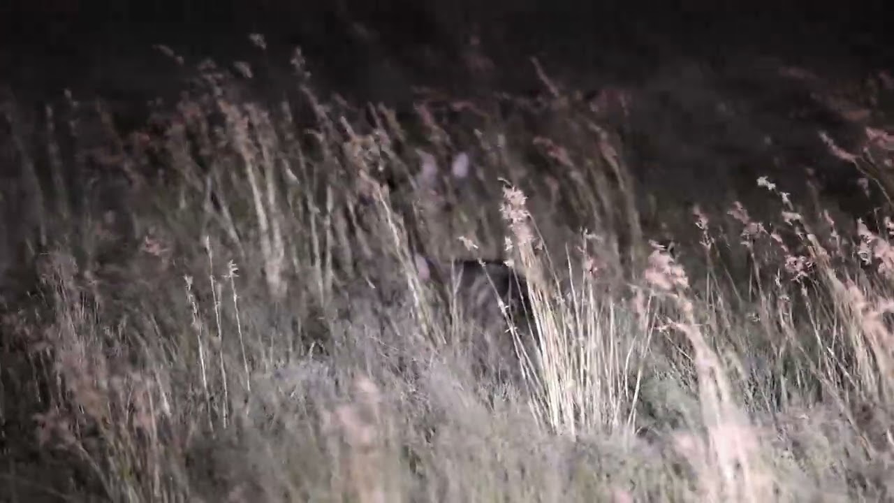 Rare footage of an Aardwolf with young at Marrick Safari in South Africa