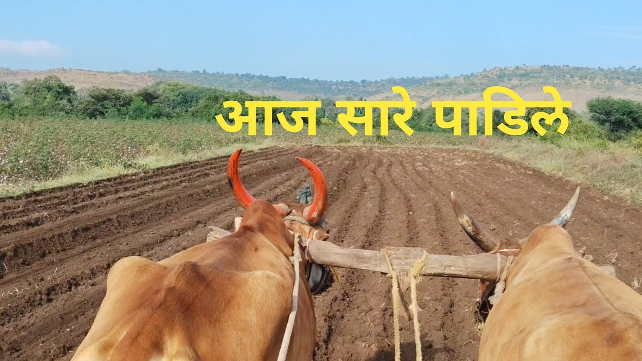 आज सारे पाडिले 