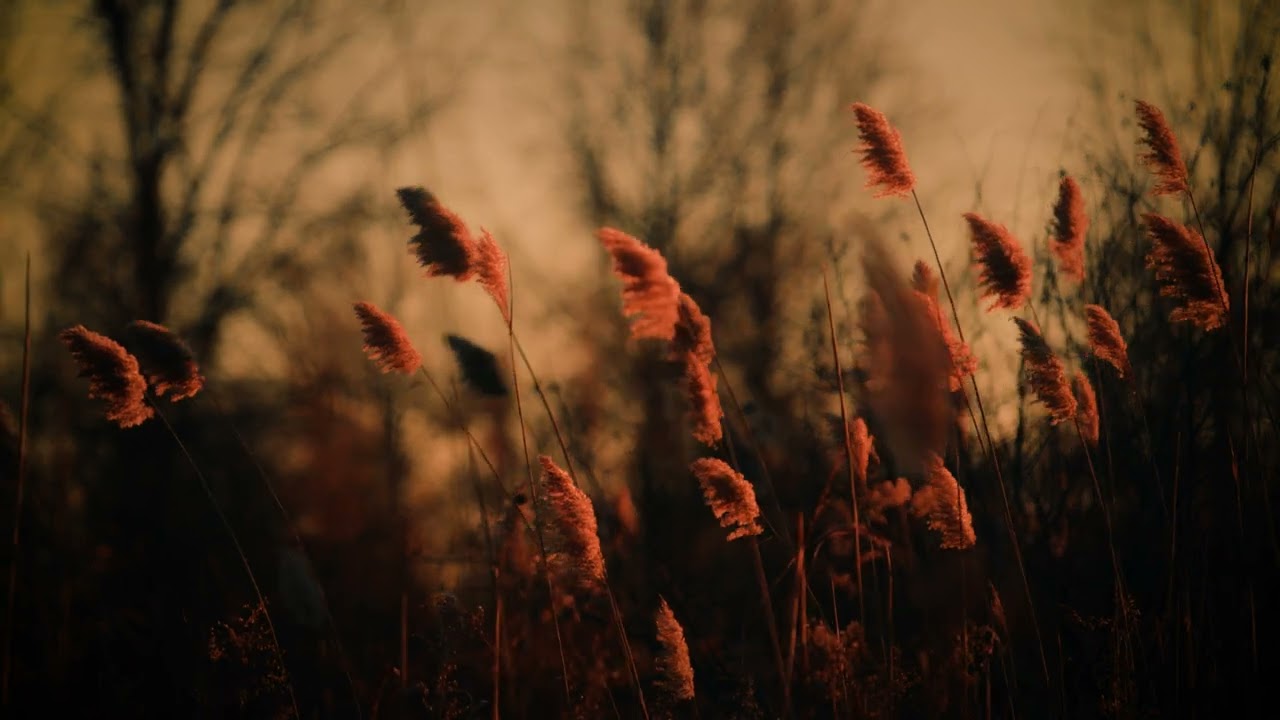 Create Always - Nikon Z8 & Tamron 35-150
