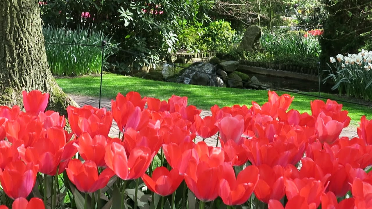 Keukenhof, Netherlands