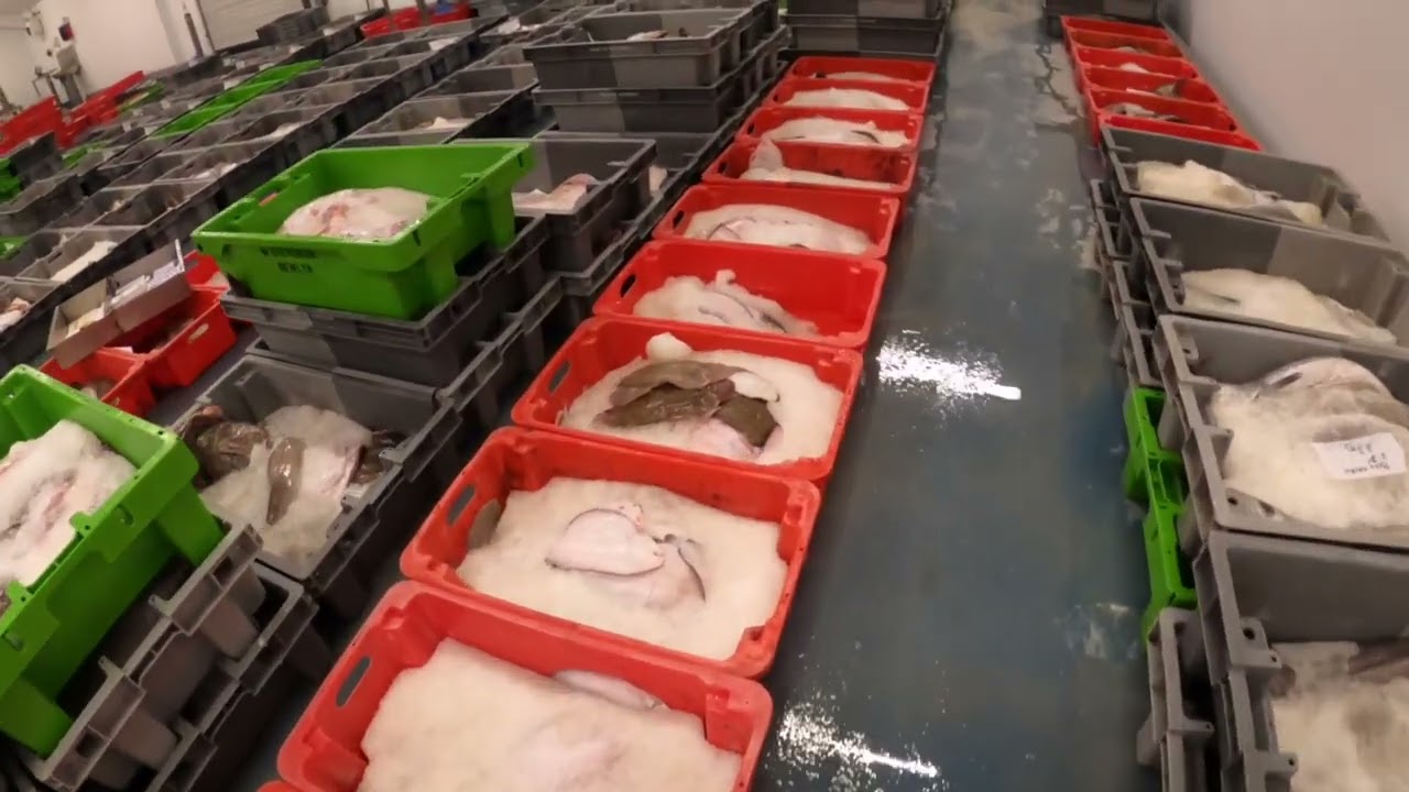 Visiting boats flood the fish market in Newlyn!