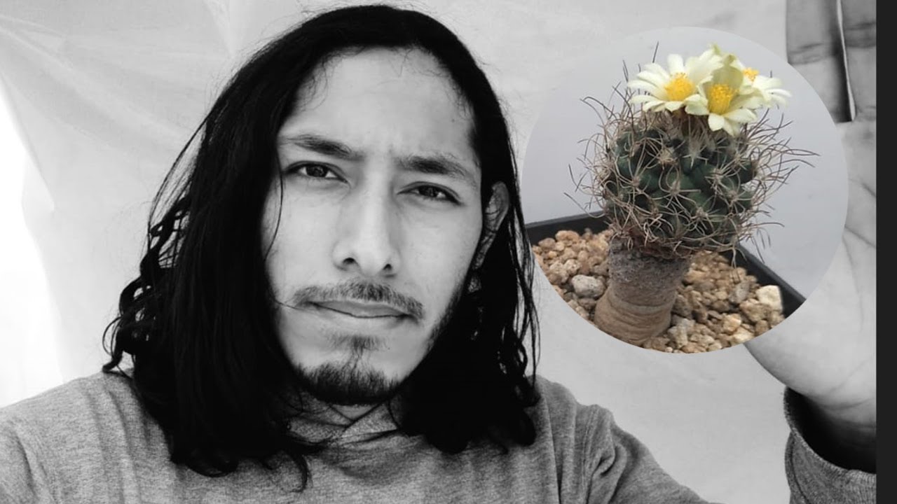 ¡HORMIGAS en nuestro CACTUS!