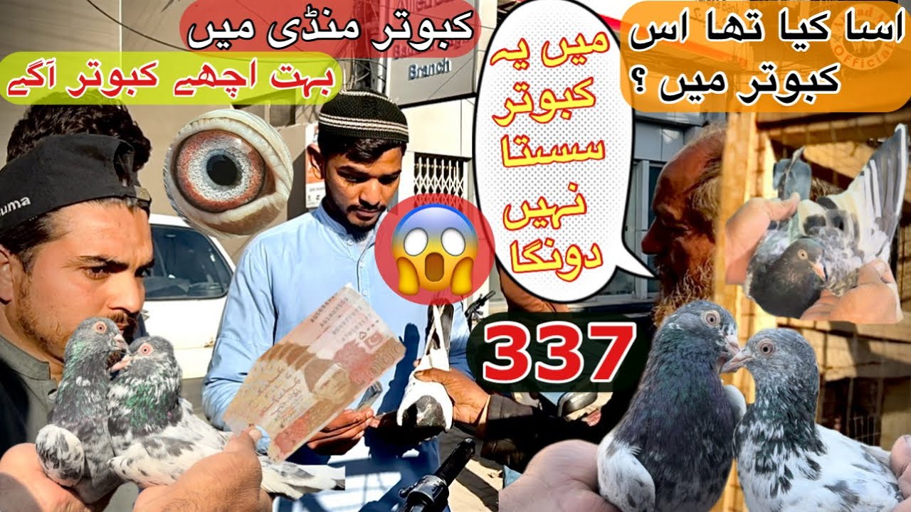 337) Lahore lari ada kabootar mandi || کبوتر منڈی || @amjadaliofficial528