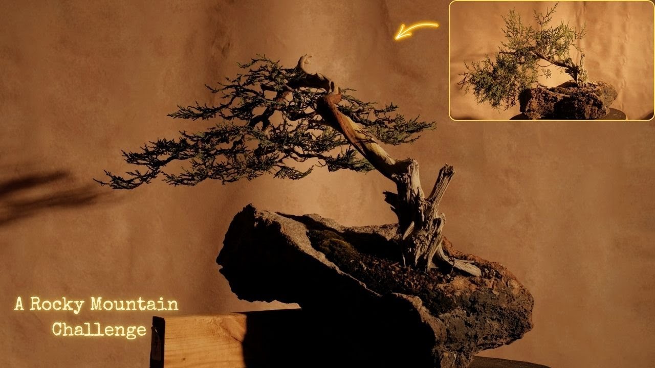 Taming a Wild Rocky Mountain Juniper | First Bonsai Styling (Randy Knight Collected)