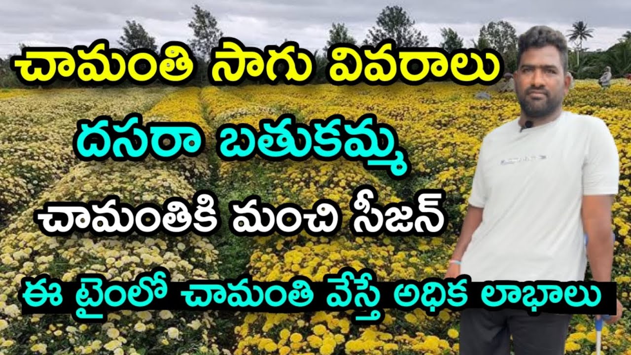 చామంతి సాగు వివరాలు || chaamanthi sagu cultivation Telugu || #sent yellow #sent #wite #ferming #life