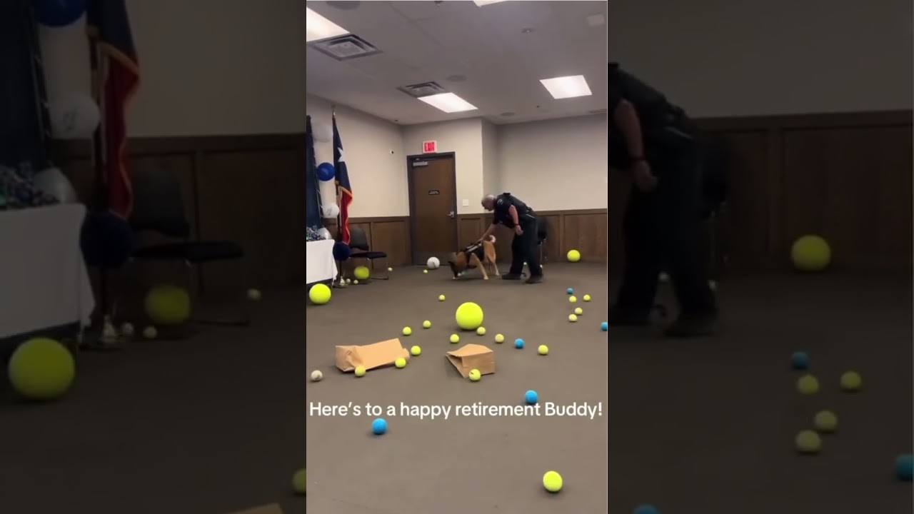 Police dog gets the best retirement #dog #policedogs #wholesome #retirement