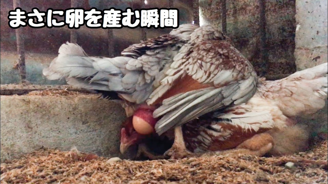 【見た事なかった】ニワトリが卵を産む瞬間