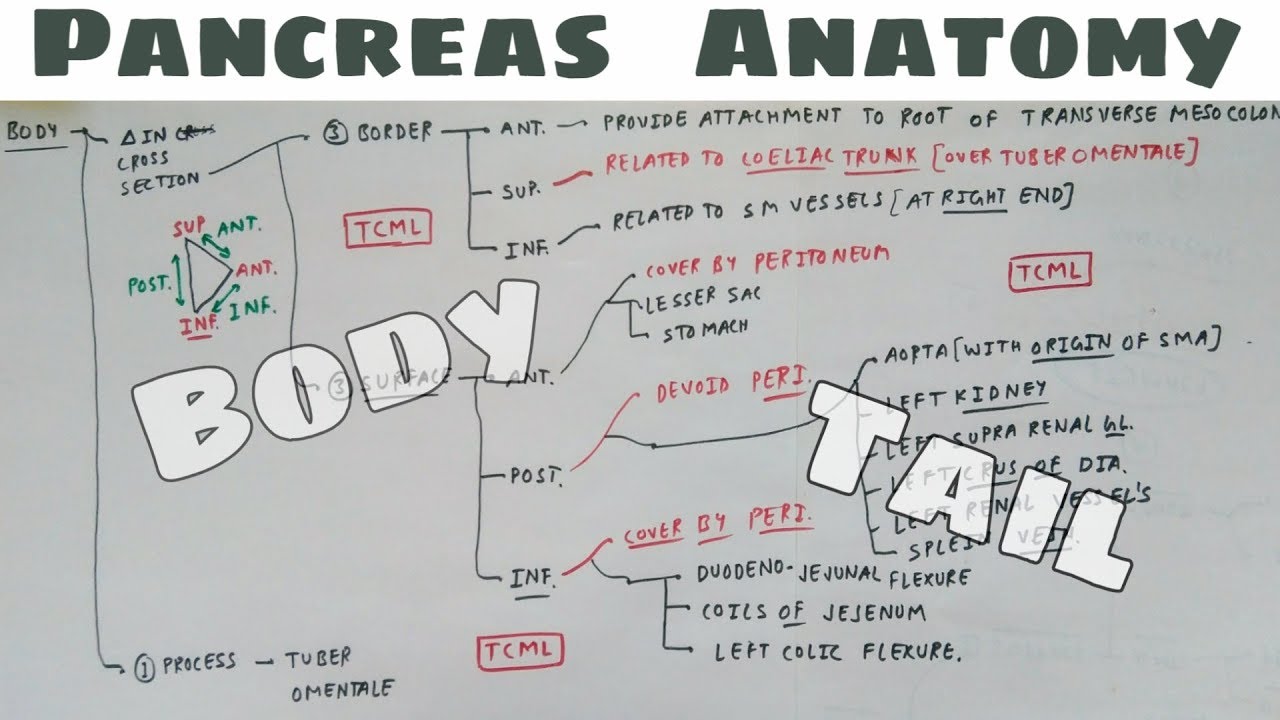 Pancreas Anatomy | Part 4 | Body and Tail Relation | Chart | TCML