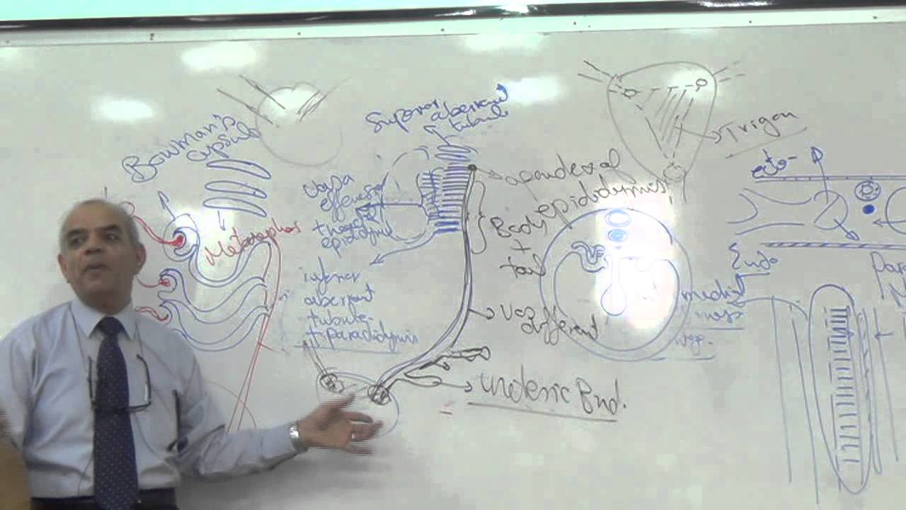 ◄╣ U.G Block Lec.1 Dr.Jamal ♦ Development of The Kidney ╠►