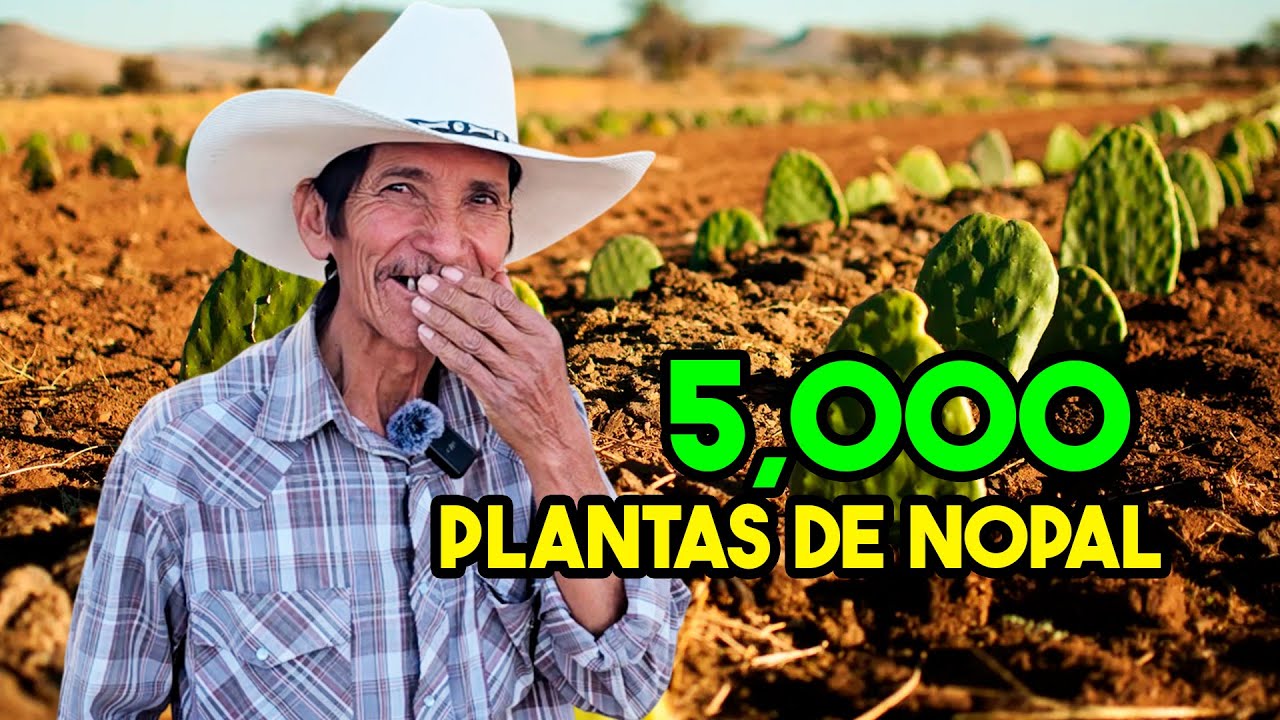 DE CERO A 5,000 PLANTAS DE NOPAL, QUÉ PASÓ CON EL VAQUERO?