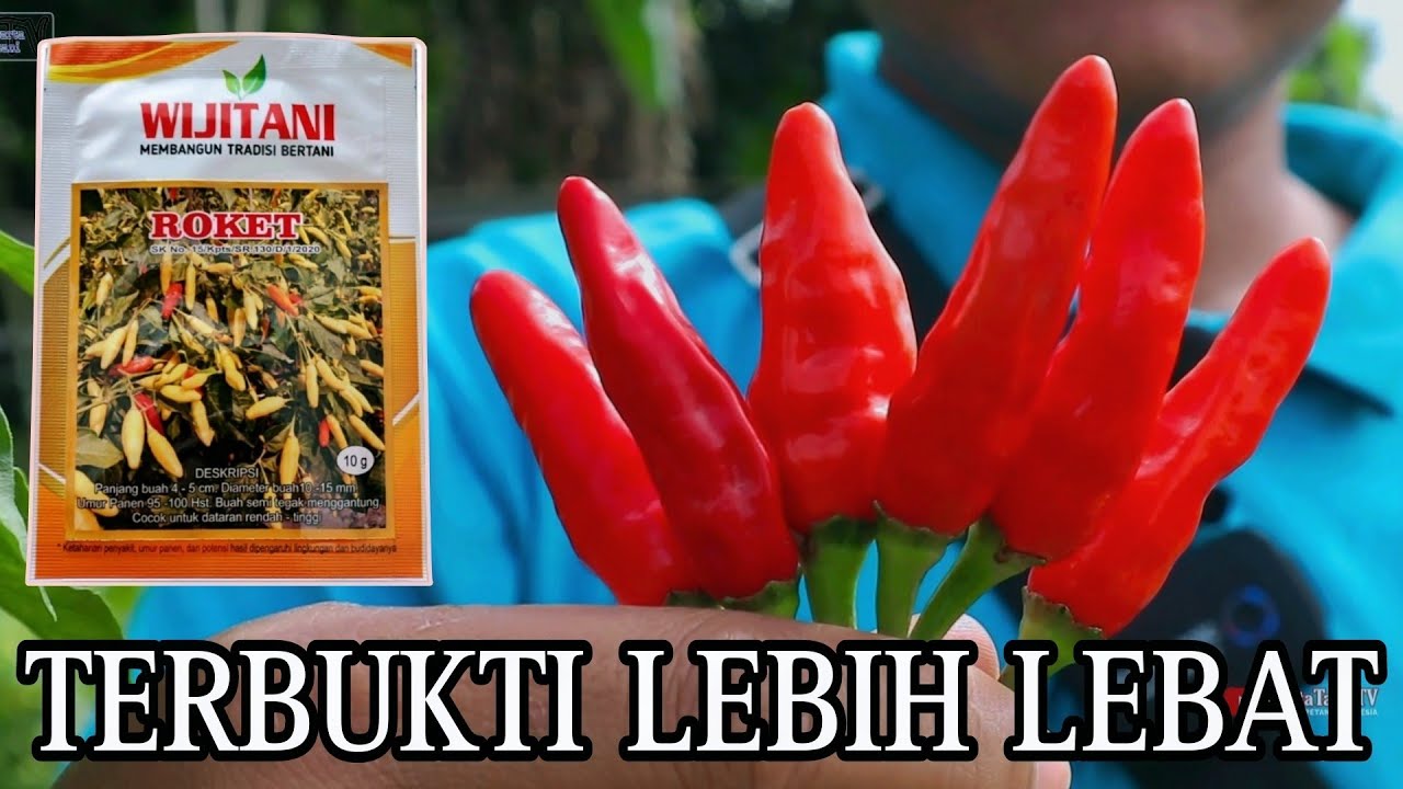 Tanam Cabe rawit roket hasil buahnya lebat seperti kaliber