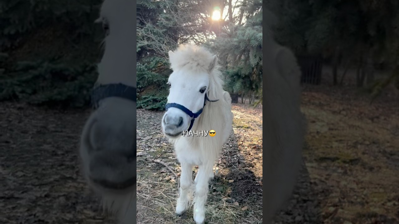 ЭТО ОЧЕНЬ УГАРНО😂 #конныйспорт #лошади #верховаяезда
