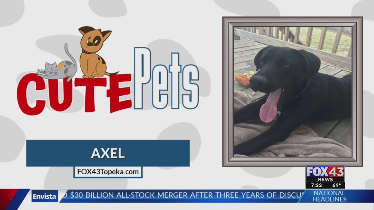 Cute Pets: Axel