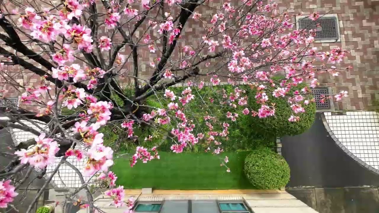 賞櫻花