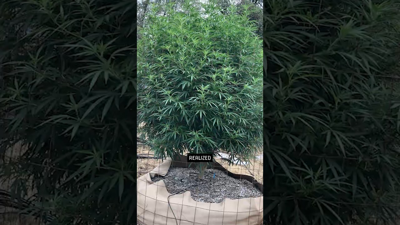 Founder's Spotlight - California Cannabis Cultivation Under Prop 215