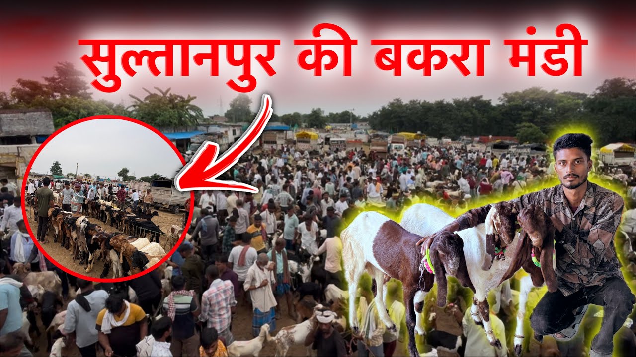 आज की मंडी का रेट 🐐 सुल्तानपुर बकरा मंडी उत्तर प्रदेश | Sultanpur Bakra Mandi UP | Ziya Vlogs 