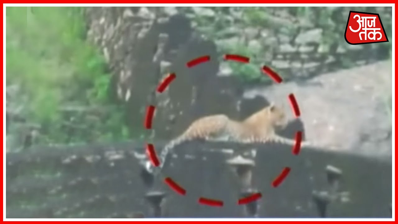 Leopard Wreaks Havoc On Pali Village Of Rajasthan