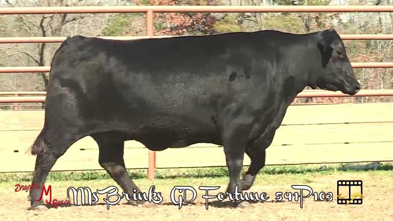 Lot 5 - Ms Brinks GD Fortune 541P103