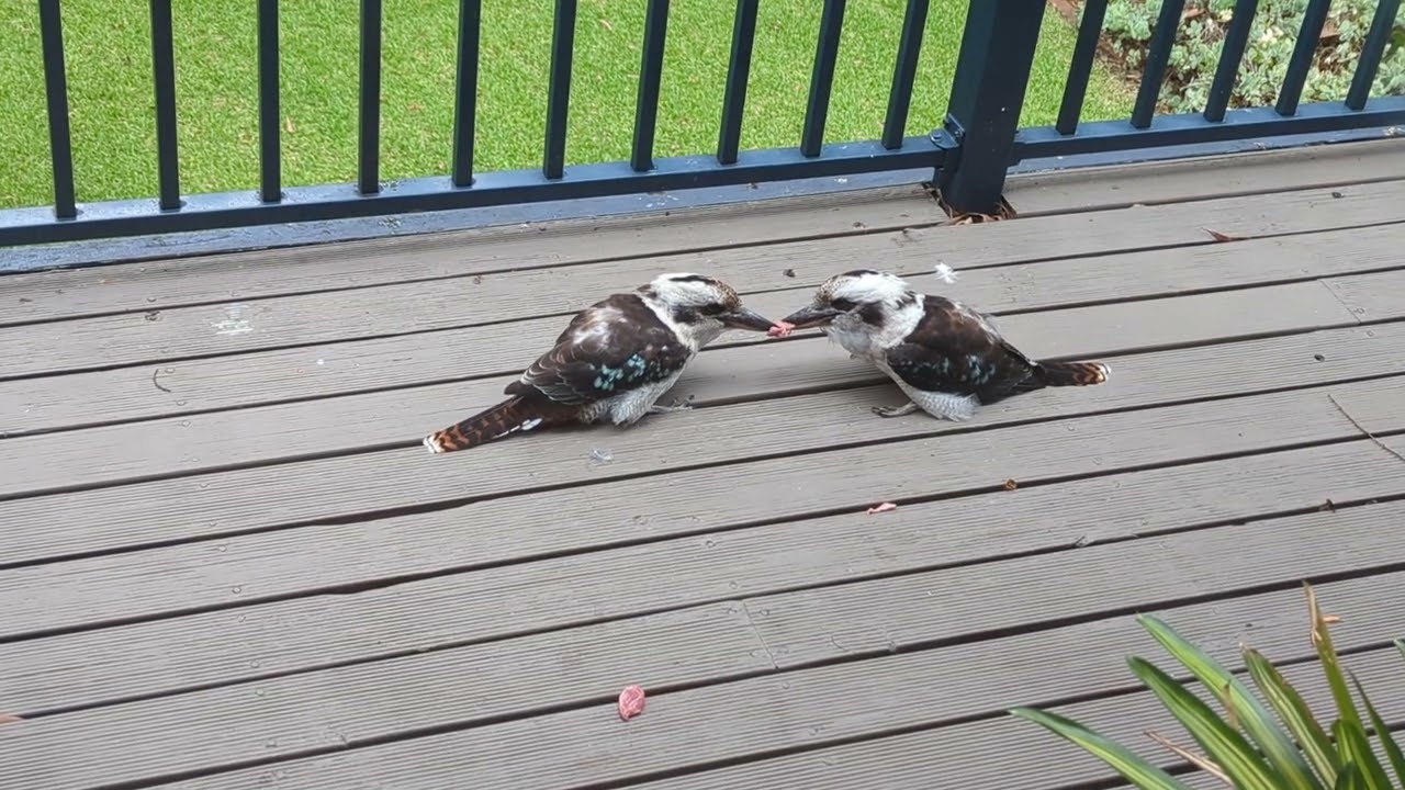 Kookaburra stand off! 