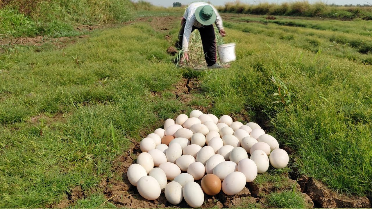 Wow unique -A farmer picked a lot of duck eggs from the green grass in the rice fields near the lake