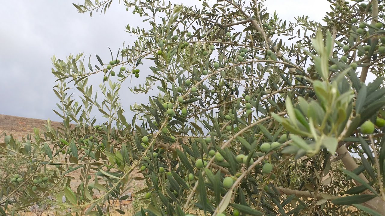Arbequina Olive Tree from Flowering to Fruting l Budding, Flowering, Fruiting l Utopia Olive Orchard