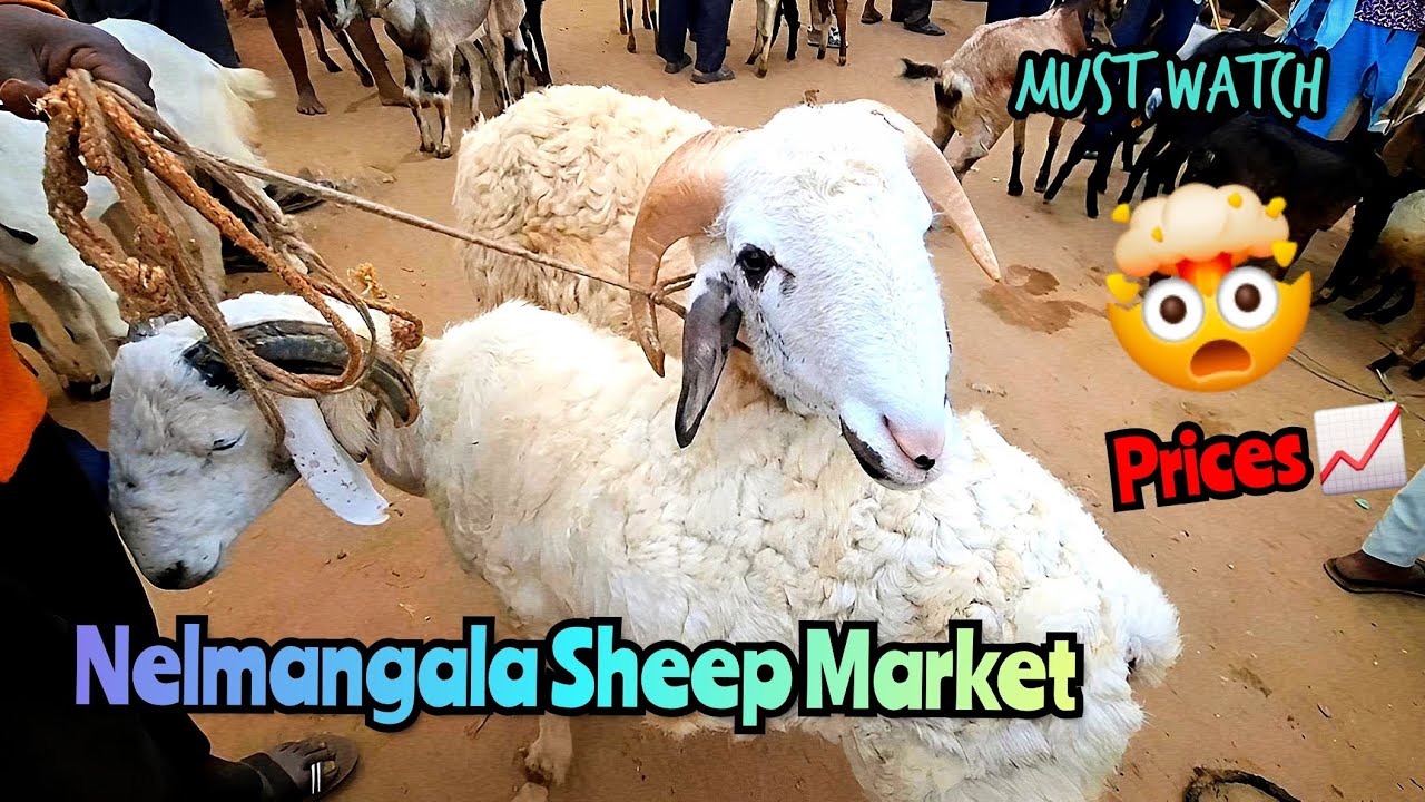 Nelmangala Sheep Market | Full detail video | Price 📈 | 5 Dec | Must Watch 💯 | #livestockmarket #yt 