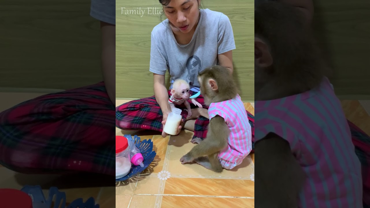 Loving Caregiver Feeding Baby Monkey 🍼🐒 | Heartwarming Family Moment