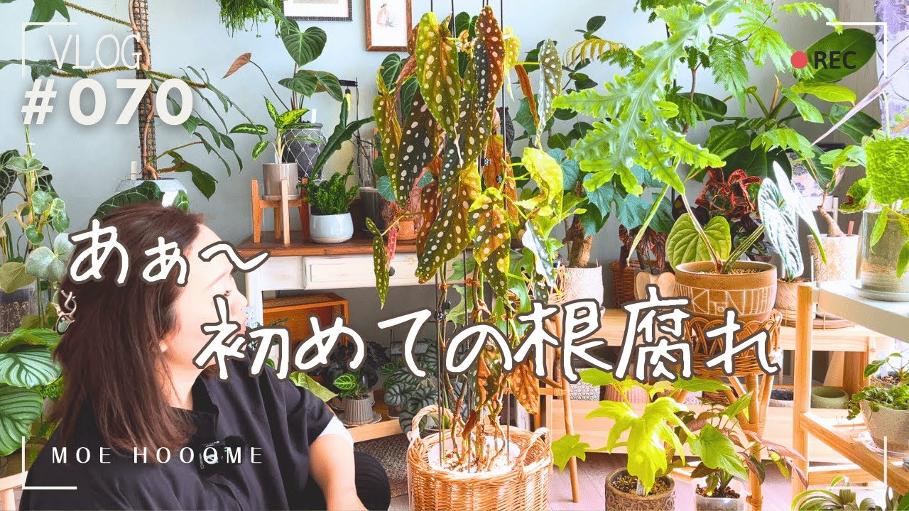 【初めての根腐れ】ポロポロ葉っぱが落ちる（Vlog/070）