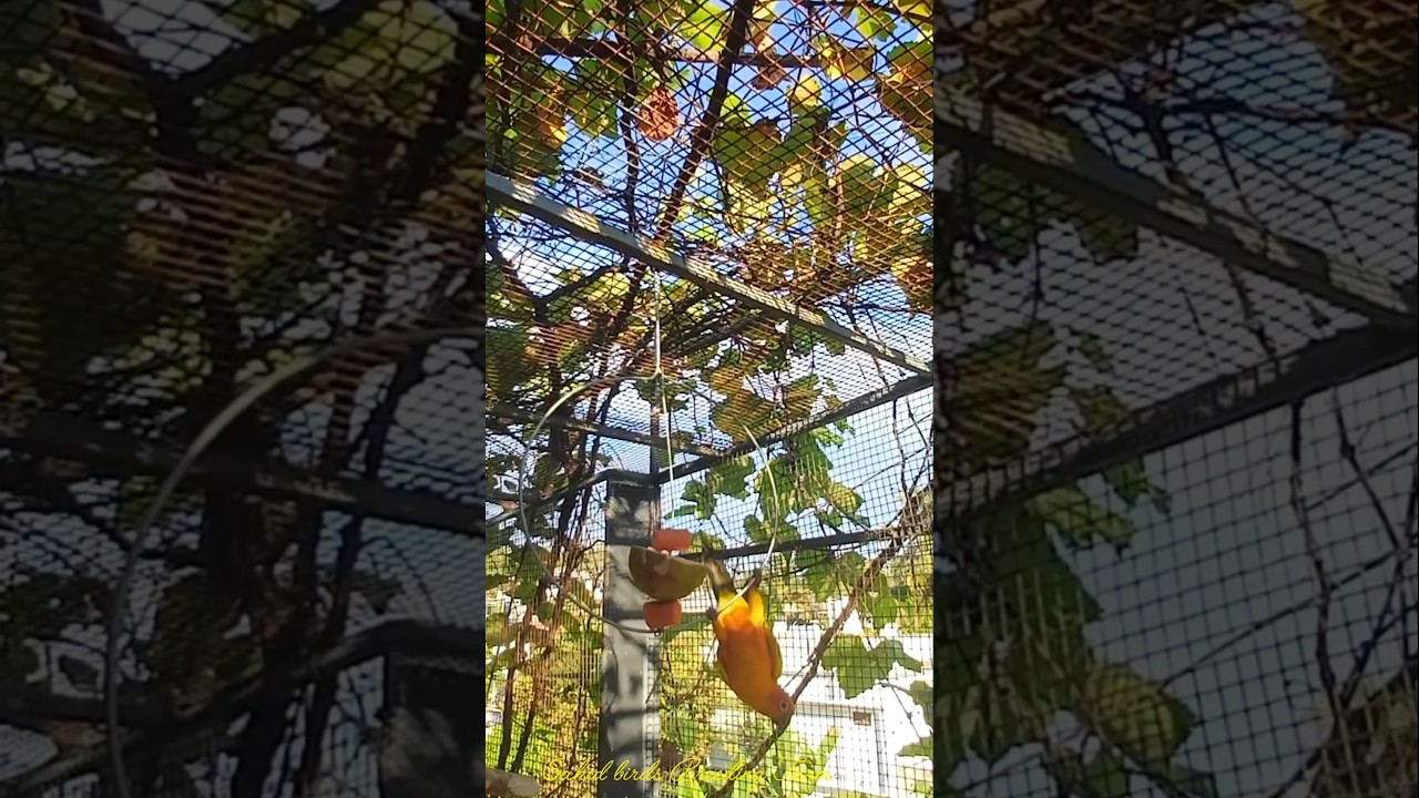 Sun conure| Sahid birds Breeding Farm | 
