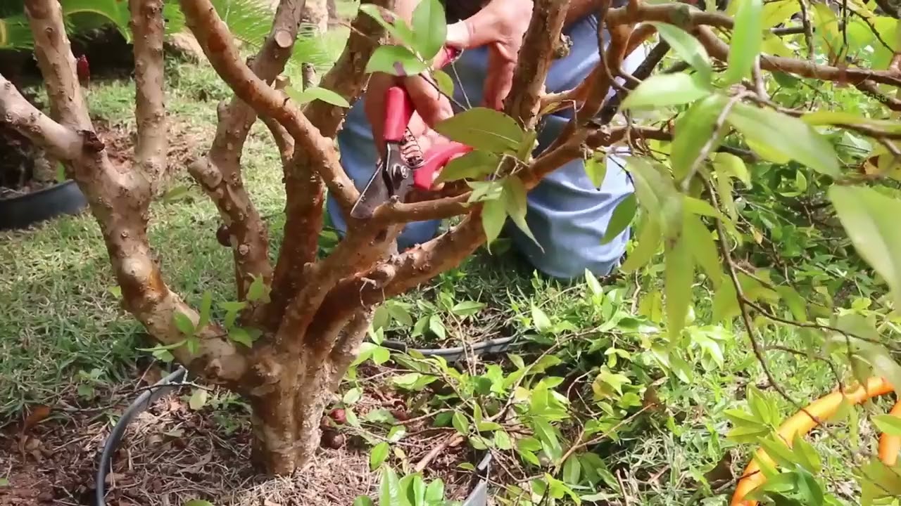 Jabuticabeira Poda e Erros com Sergio Semerdjian em Ilha Bela