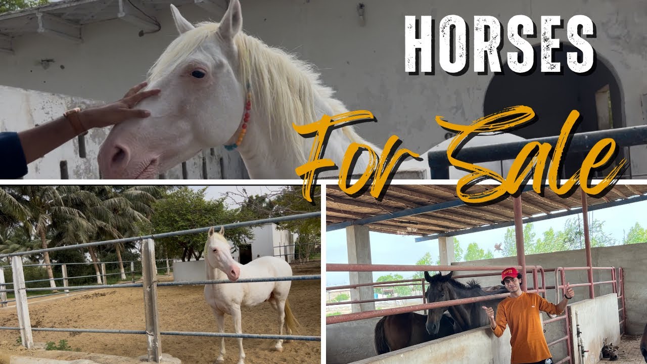Desi , Marvari , and Thoroughbred Horses For Sale In Karachi || Horses For Sale in Karachi || Desi 🐴