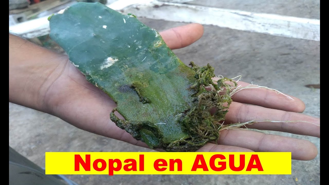 Nopal Hidroponico (Chumbera, Penca)