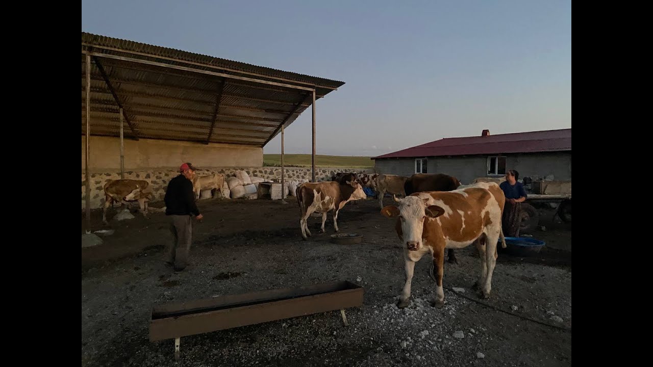 Ardahan'da şap felaketi