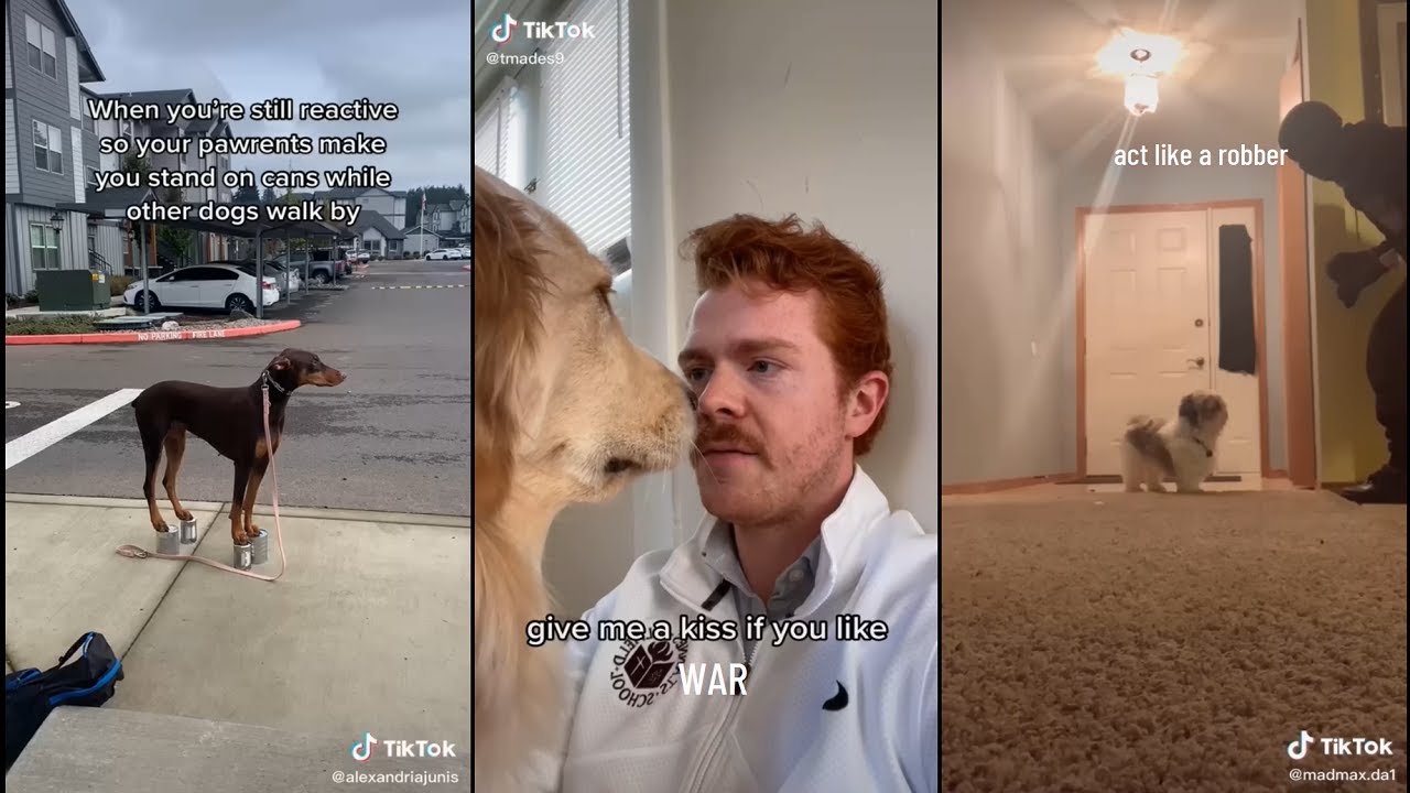 Dogs doing funny things