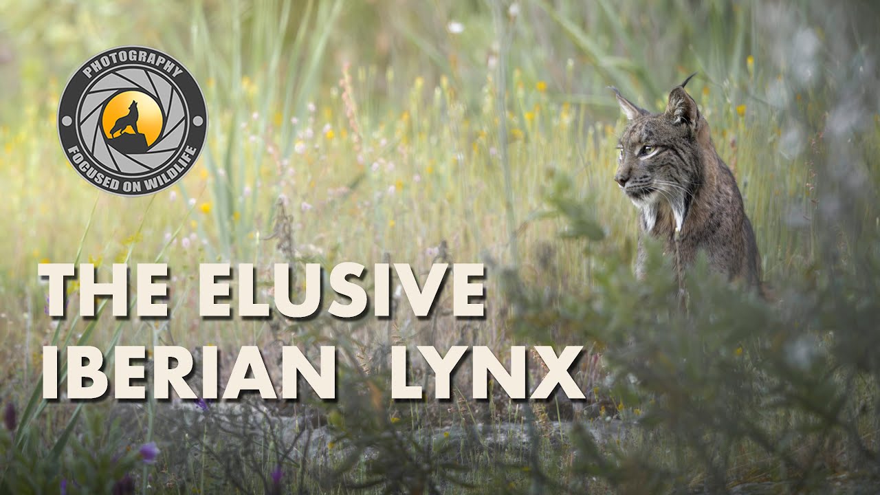 The Iberian Lynx - Back From The Brink