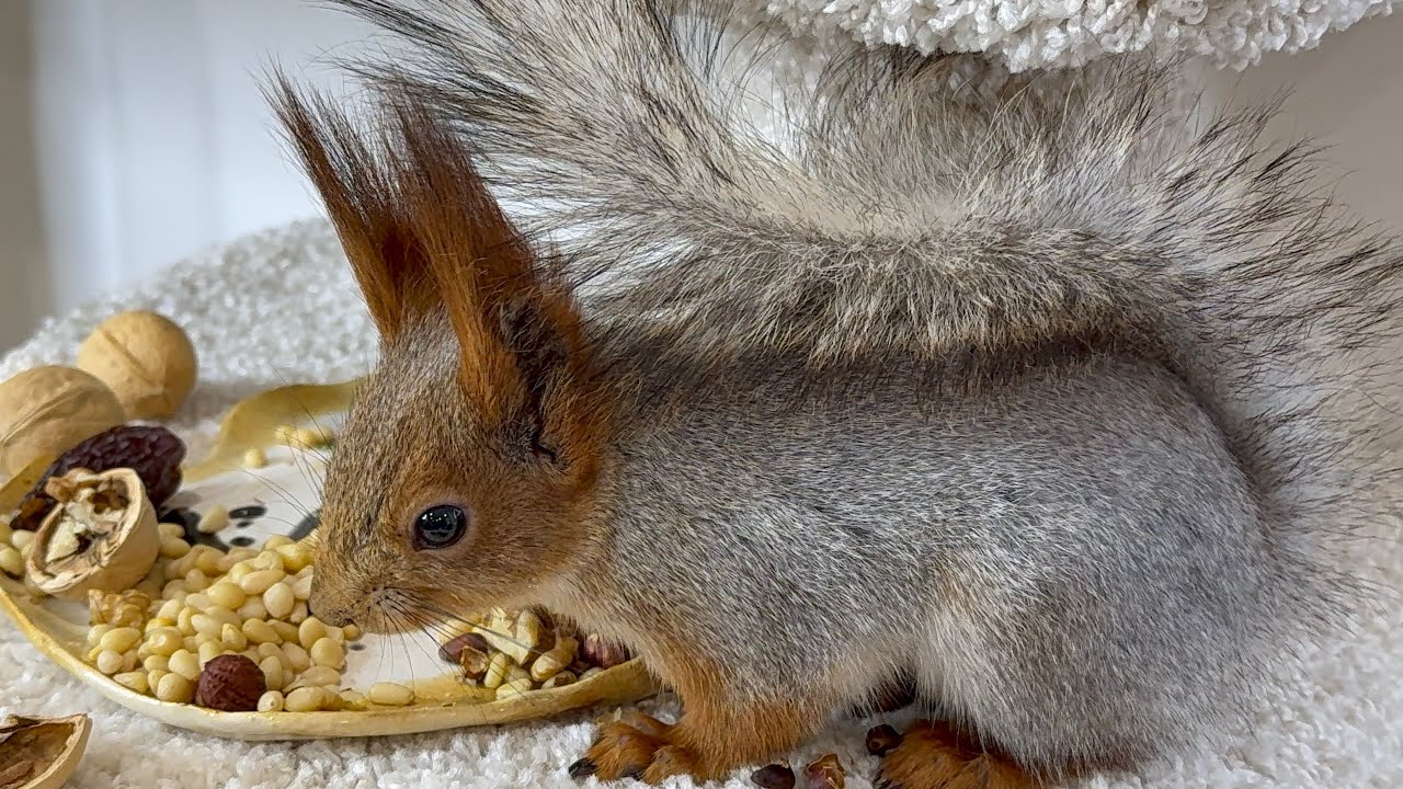 Morning at the Squirrel House. Утро в доме для белок.
