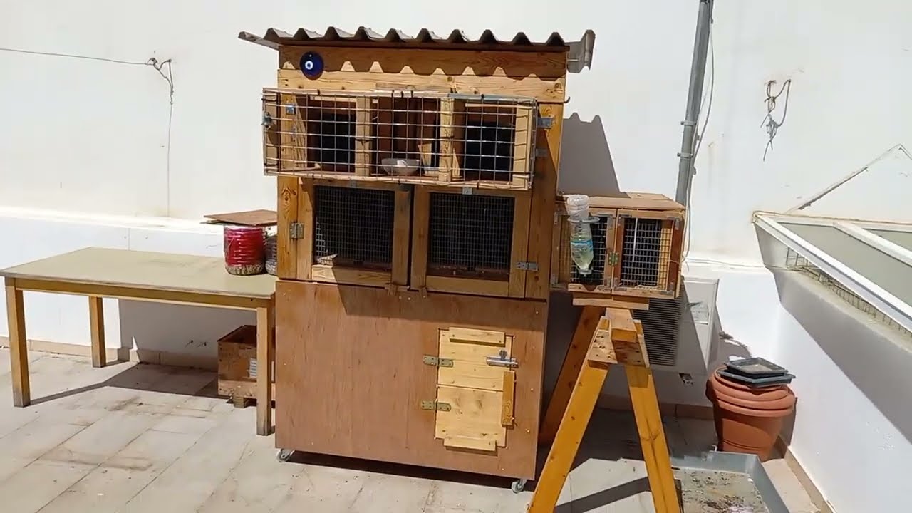 Small loft New clever trap racing pigeon 02042022