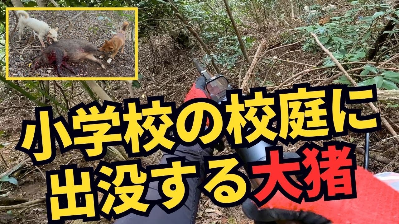【閲覧大注意】小学校の校庭に出没する大イノシシ捕獲までの全て【猟犬の活躍により平和が訪れる瞬間】
