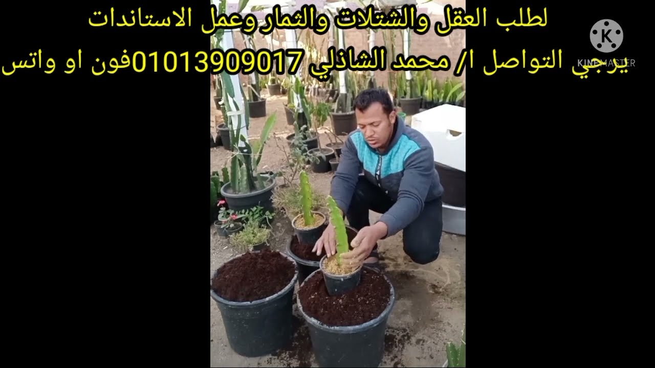 طريقة زراعة عقل الدراجون فروت للمبتدئين وافضل خليط تربه للزراعه قوي جدا ولا يسبب اعفان .محمدالشاذلي