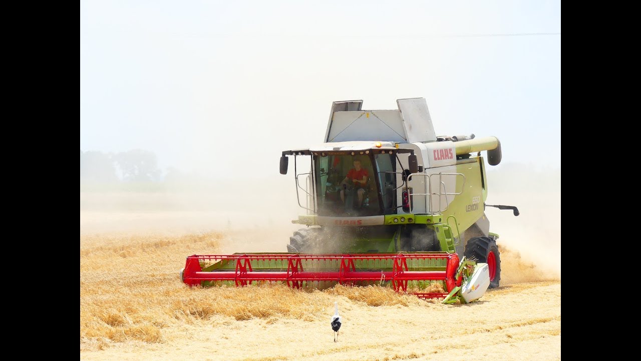 Żniwa 2019 Jęczmień - Claas Lexion 650 *GR Jakimowicz*