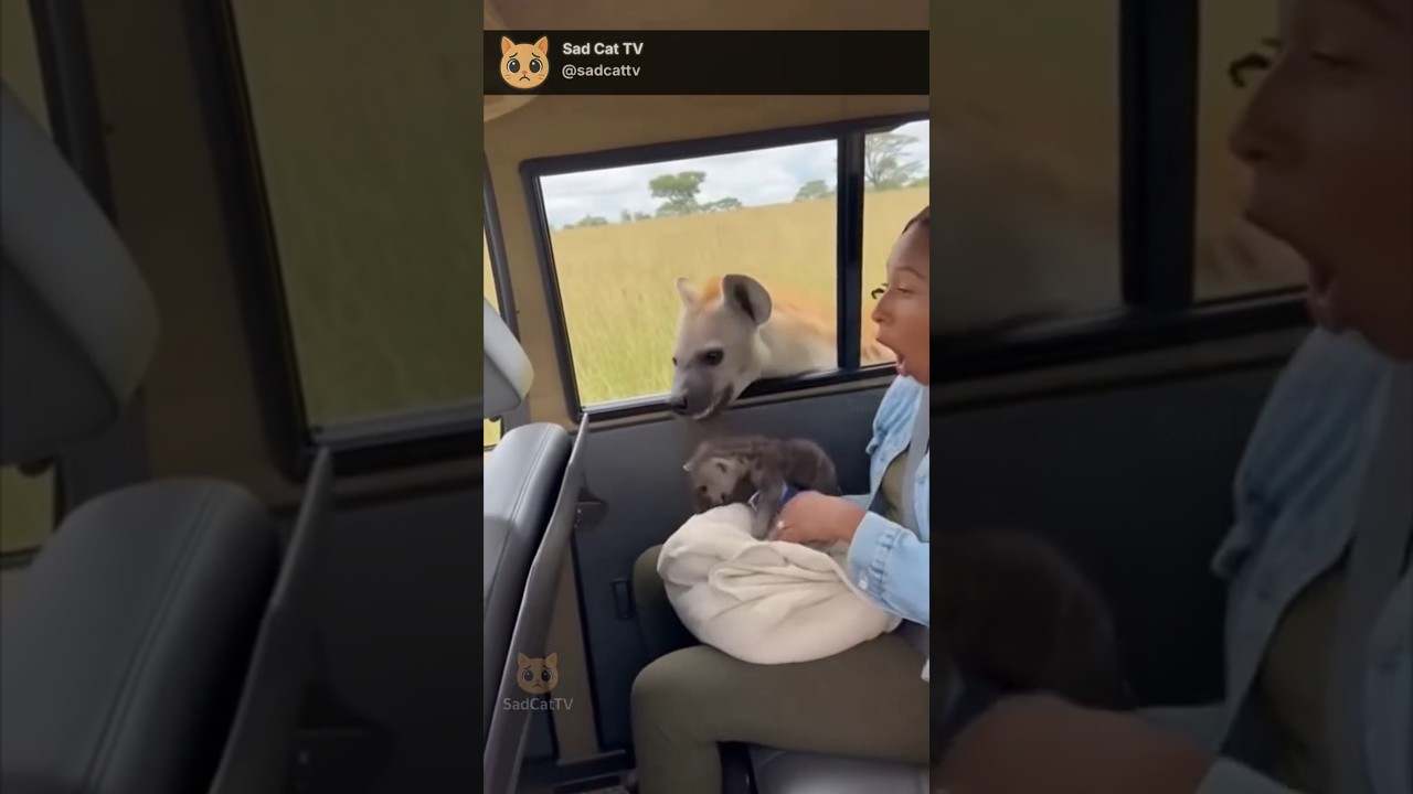 Hyena Appears Out of Nowhere... and Gives Its Baby to a Family! 😱🦊