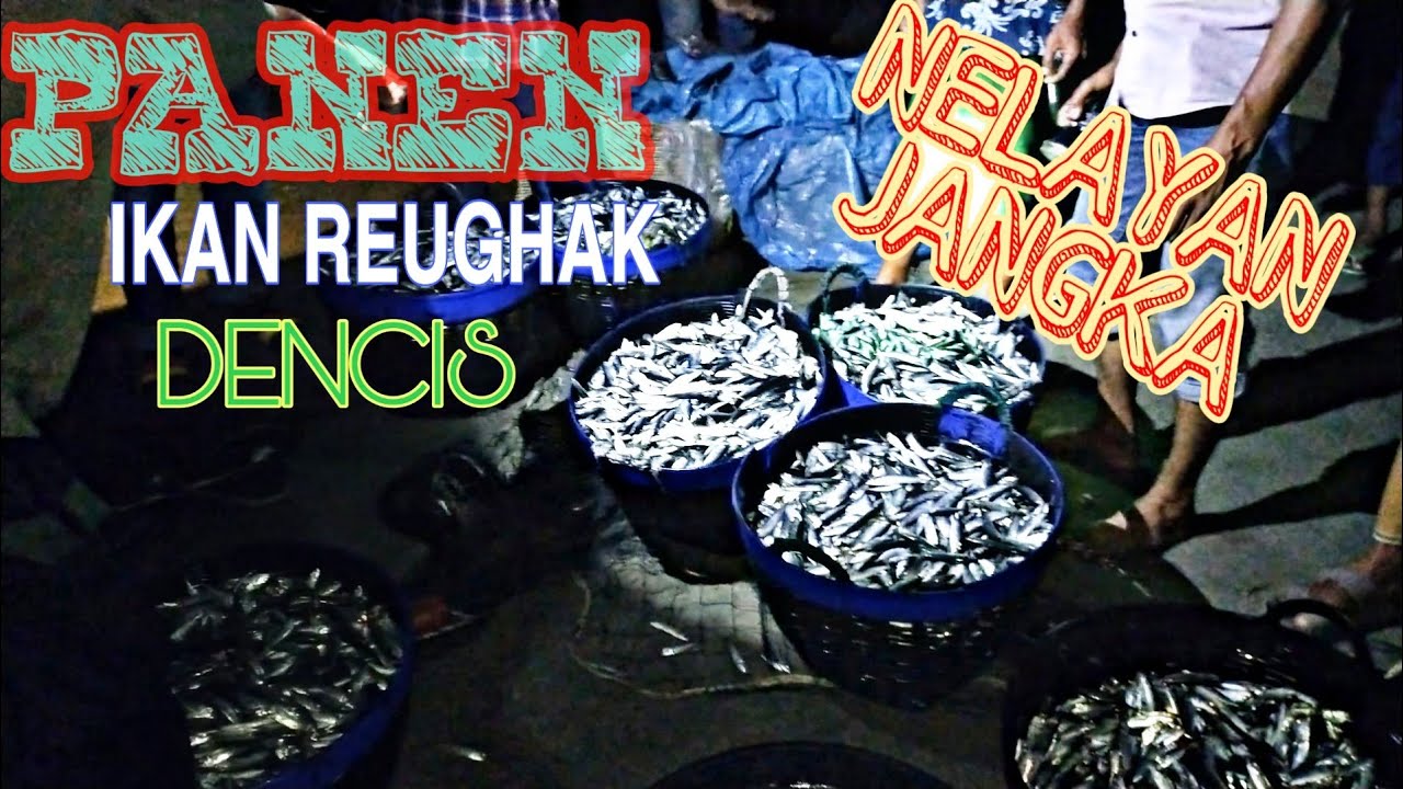 Labuh Pukat Darat Malam Hari, Nelayan Jangka Panen 5 Ton Ikan Reughak (Dencis)