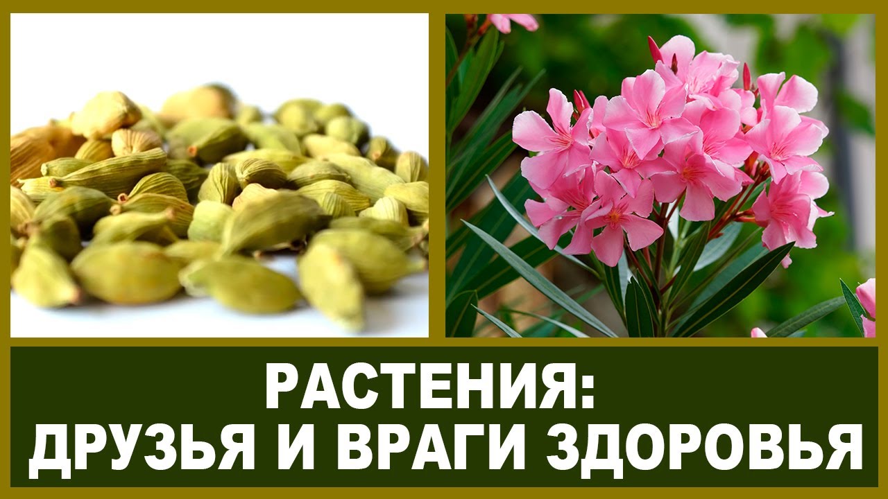 Кардамон: полезные свойства и лайфхаки с его применением. Опасные комнатные растения.