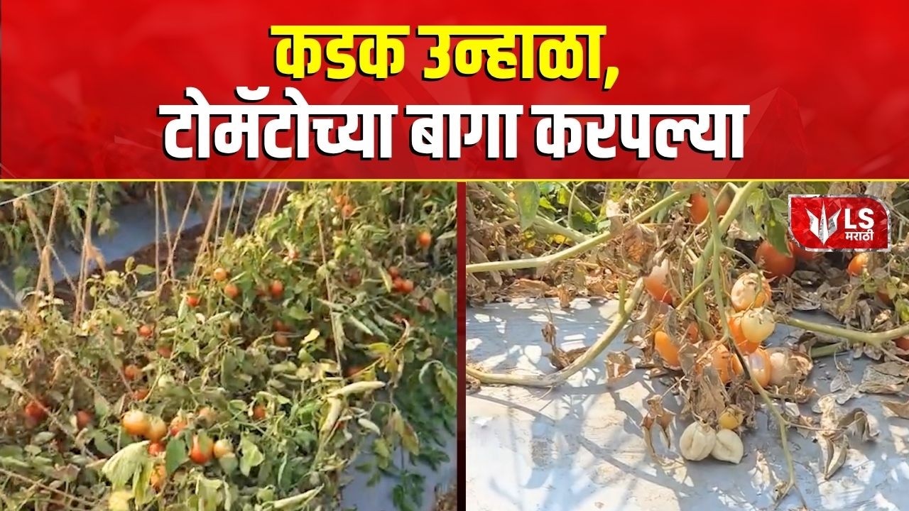 Pune Farmer News | कडक उन्हाळा, टोमॅटोच्या बागा करपल्या