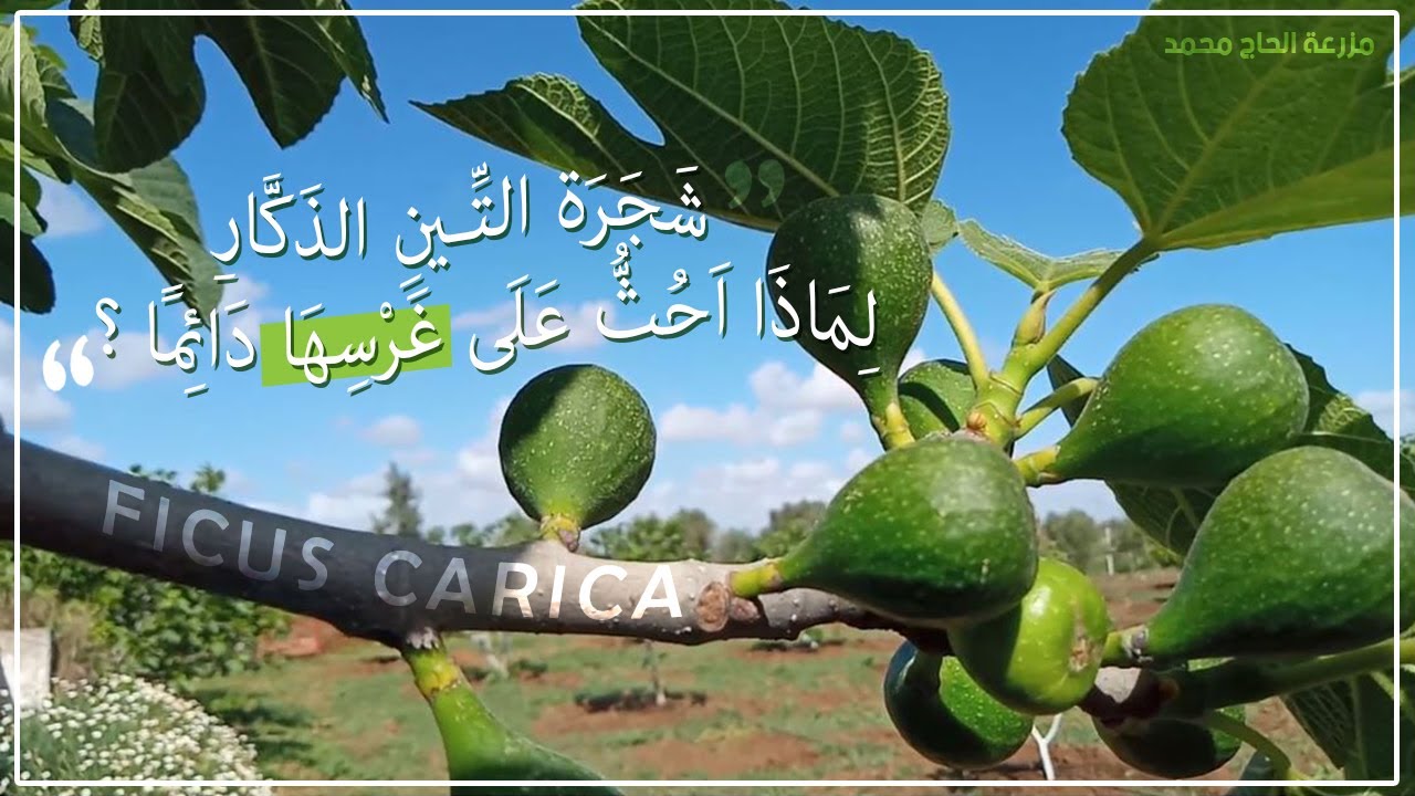 أســرار شجــرة التيـن : العــوامل المساهمة في انتاج ثمار ممتازة عديمة التساقط | FICUS CARICA