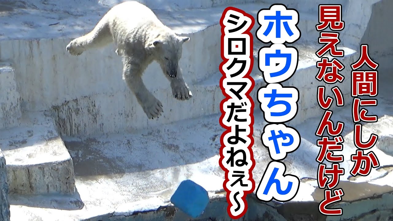 人間にしか見えないんだけど💗ホウちゃん、シロクマだよね～！【天王寺動物園】