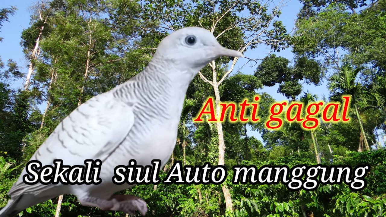 🔴sijago memancing lawan 